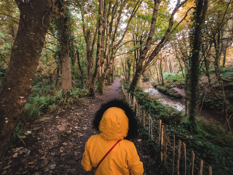 Courtown Woods