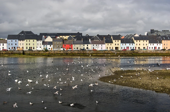 Birds flying over Galway city