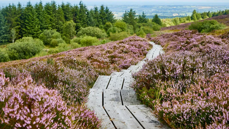 The Slieve Bloom Mountains