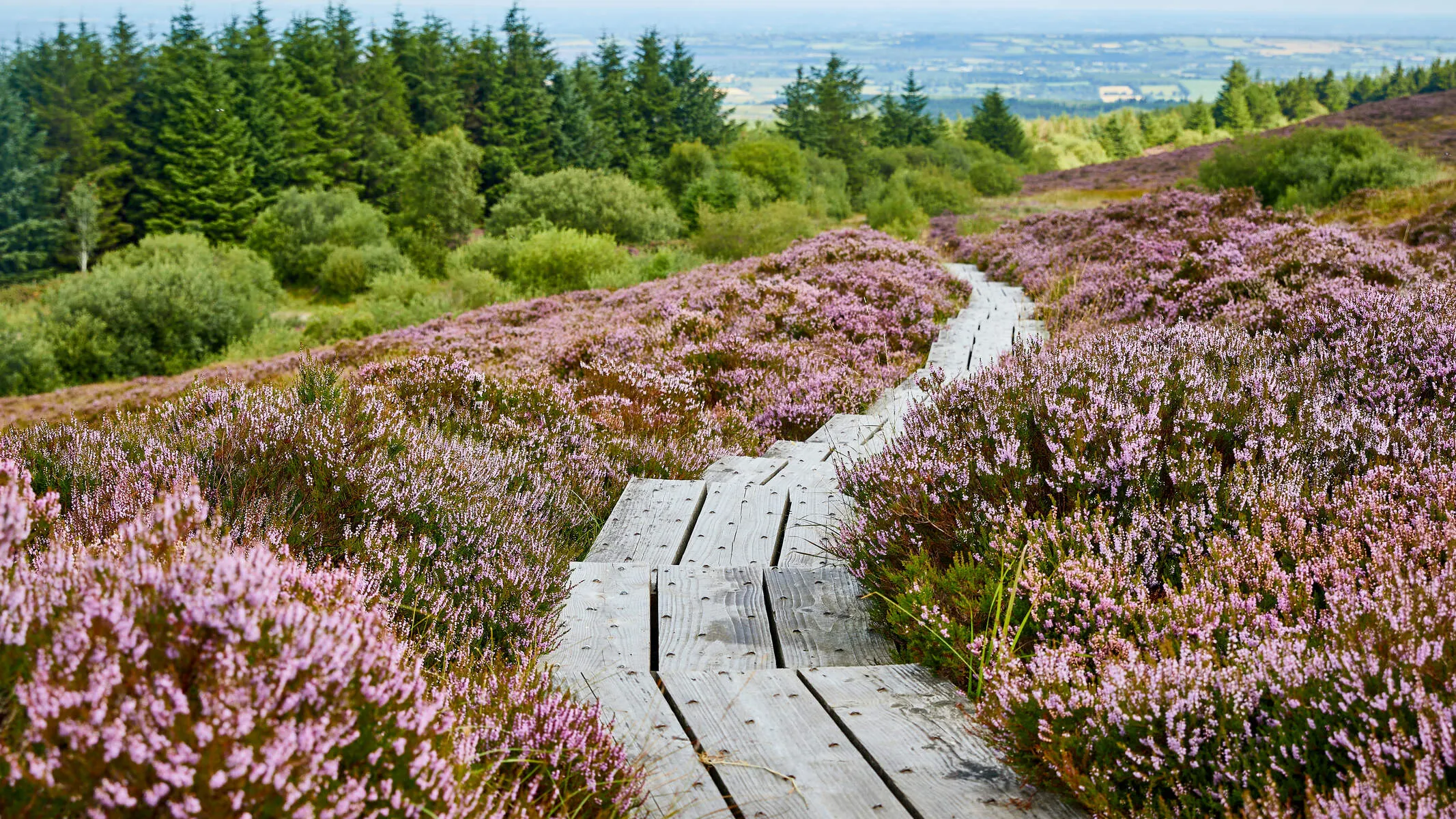 Ridge of Capard, Slieve Bloom Mountains