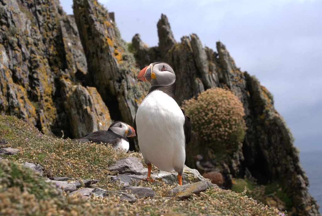 A Skellig Puffin